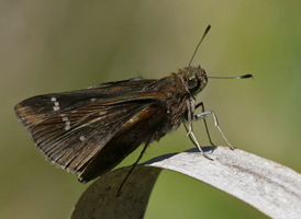 Clouded Skipper